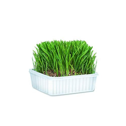 Miracle Care Cat-A'bout Cat Grass For Indoor Cats