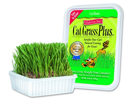 Miracle Care Cat-A'bout Cat Grass For Indoor Cats