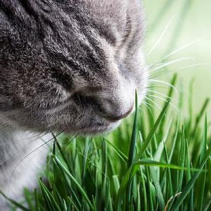 Miracle Care Cat-A'bout Cat Grass For Indoor Cats