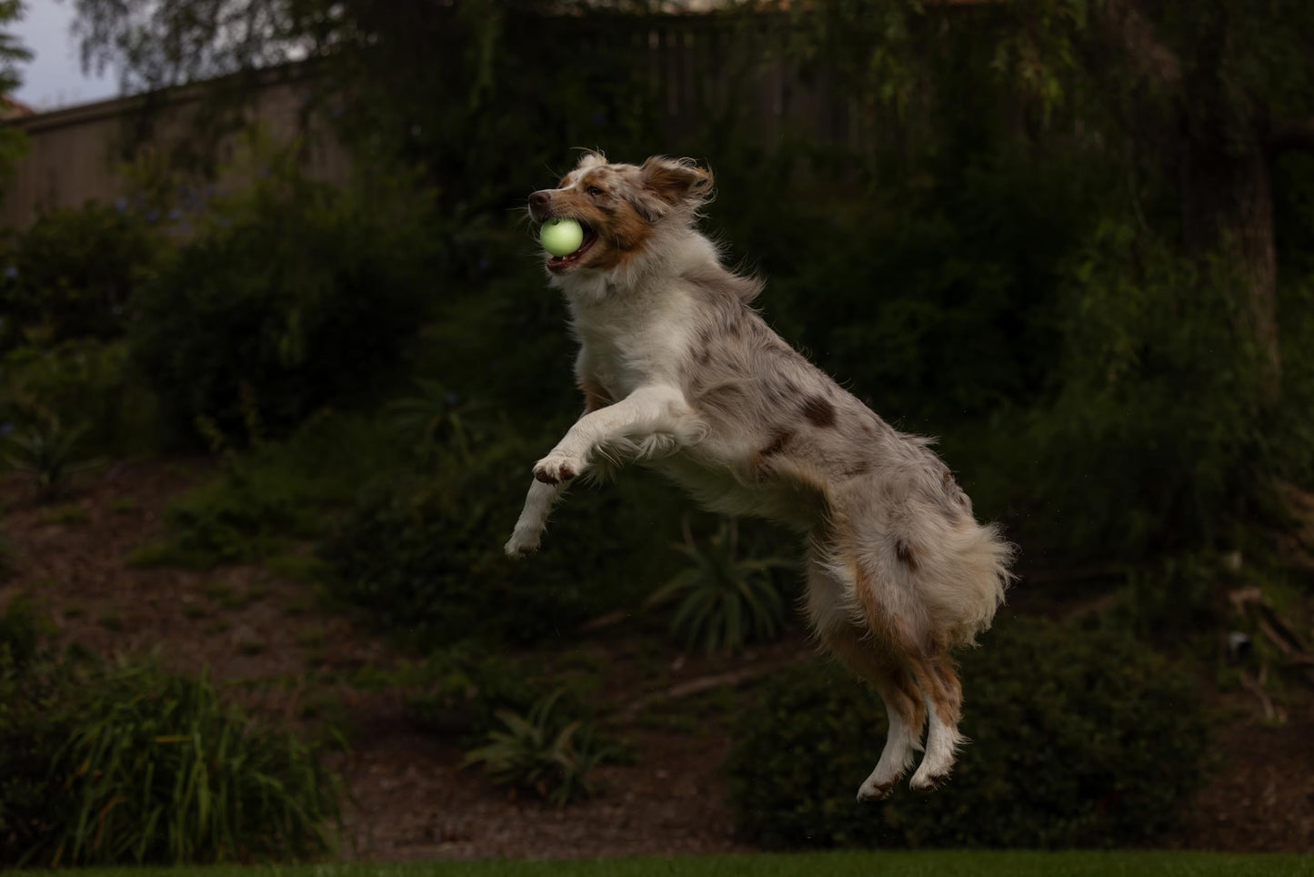 Chuckit! Max Glow Ball Dog Toy - Glows in the Dark