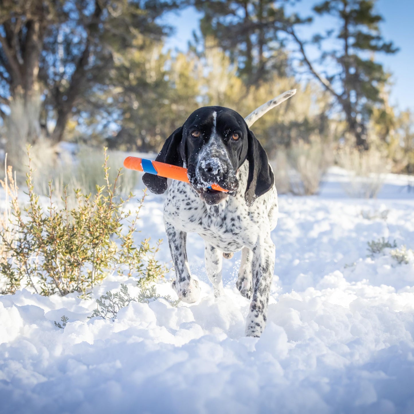 Chuckit! Ultra Fetch Dog Stick for All Breed Sizes