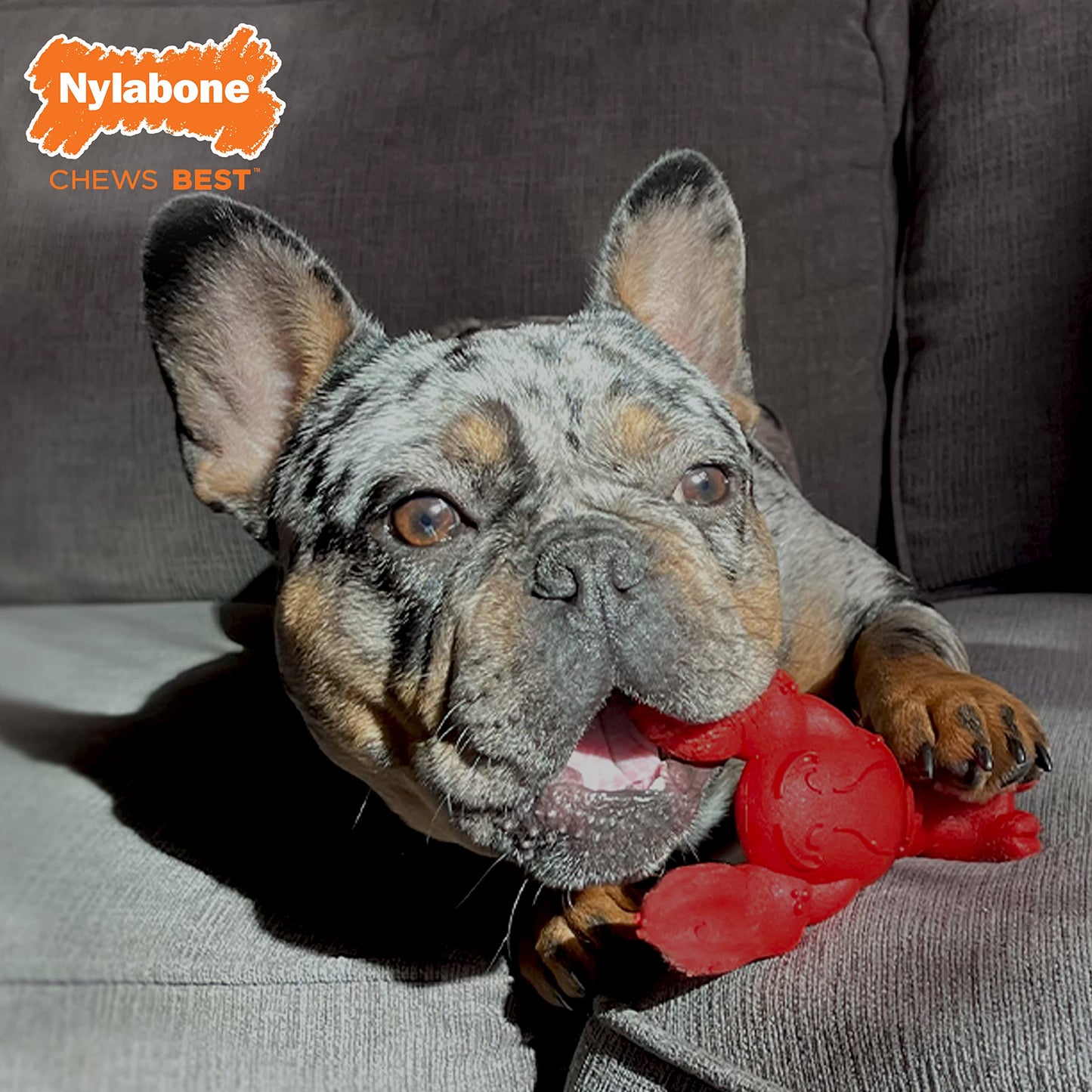 Juguete masticable para perros Nylabone Power Chew Lobster