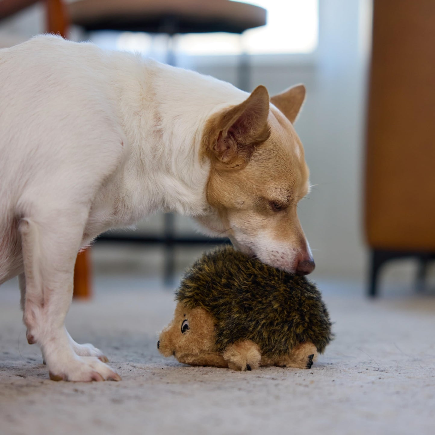 Outward Hound Hedgehogz Plush Dog Toy, Small