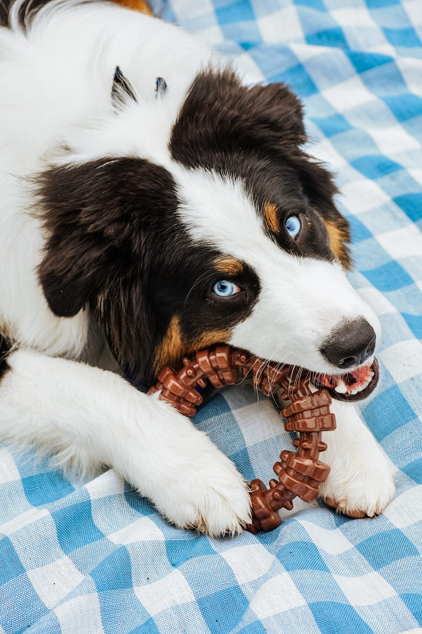 Juguete masticable con forma de anillo para perros Nylabone Power Chew con textura