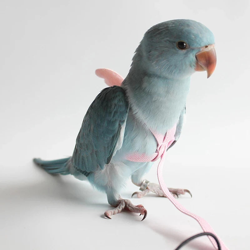 Parrot Flying Harness Leash Flight Training