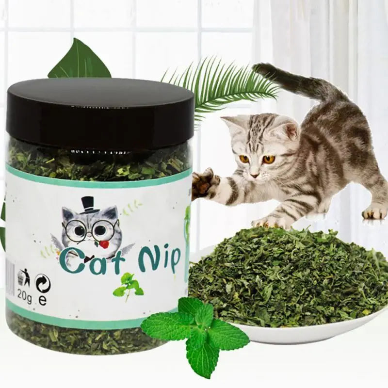 Premium Natural Catnip Selected Fresh Catnip