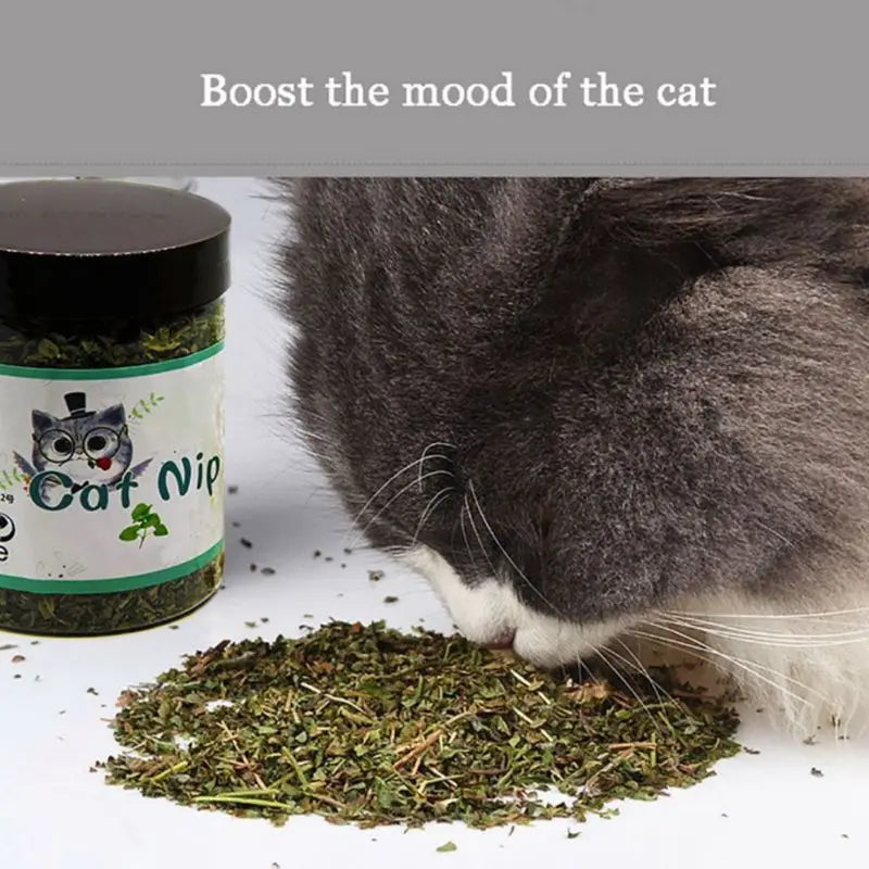 Premium Natural Catnip Selected Fresh Catnip