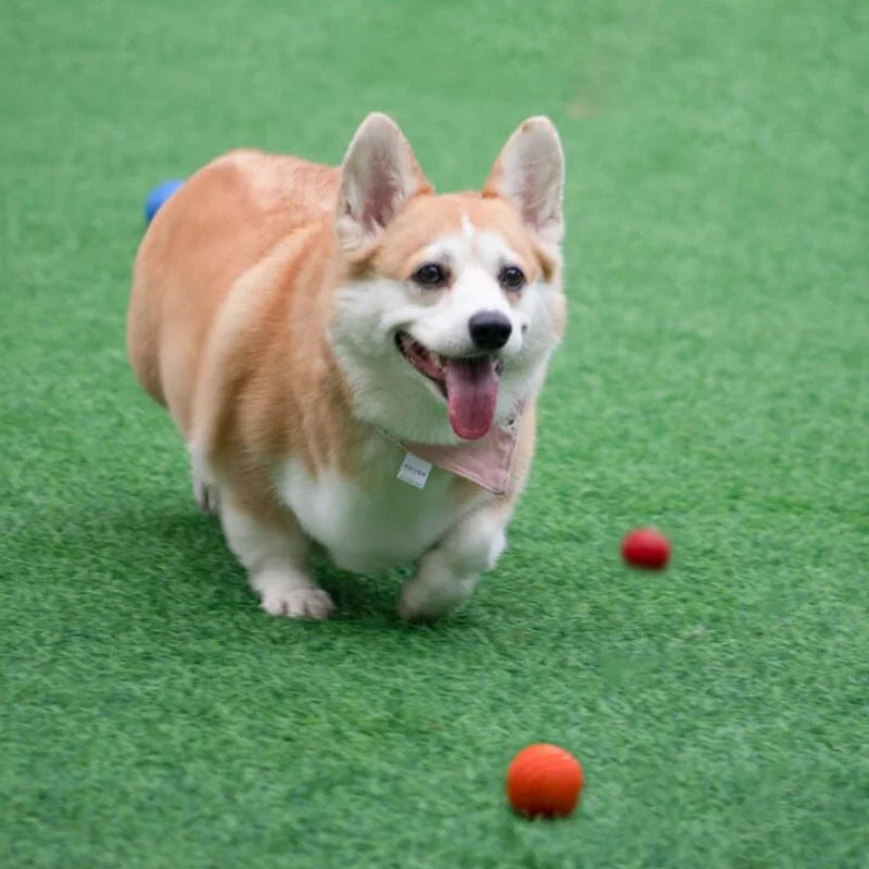 Solid Bite-Resistant Chewing Toy Ball for Pet Dog